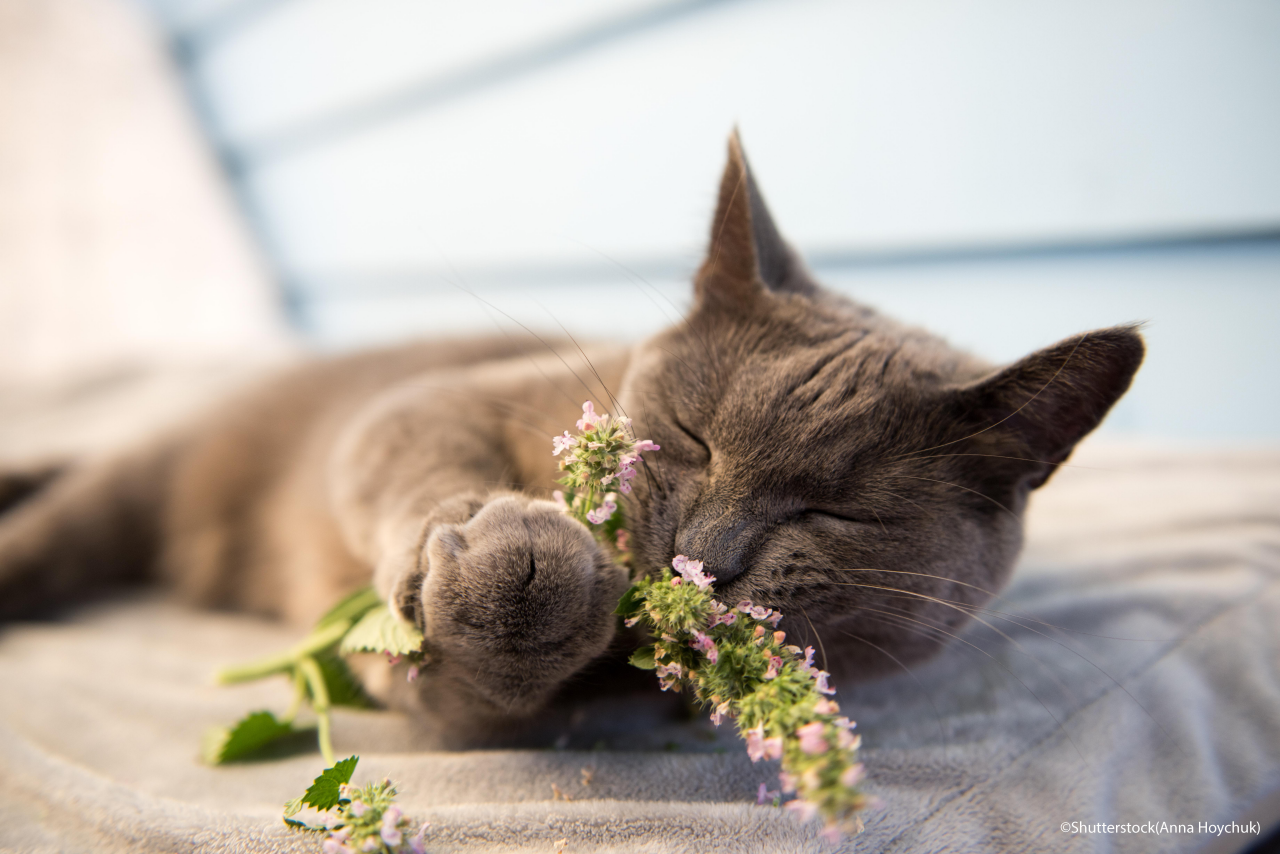 Gray Cat Enjoying Fresh Catnip Outside