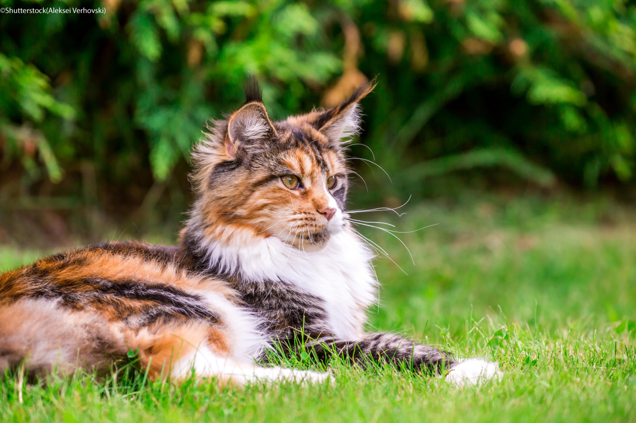 Cat (Maine Coon)