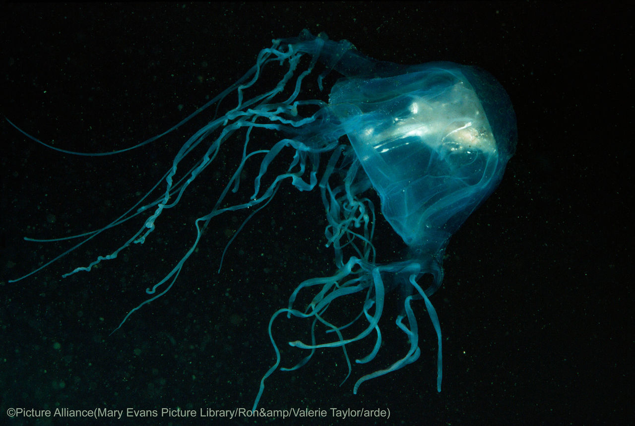 SEA WASP / Box Jellyfish - with Fish in bell (Chironex fleckeri)