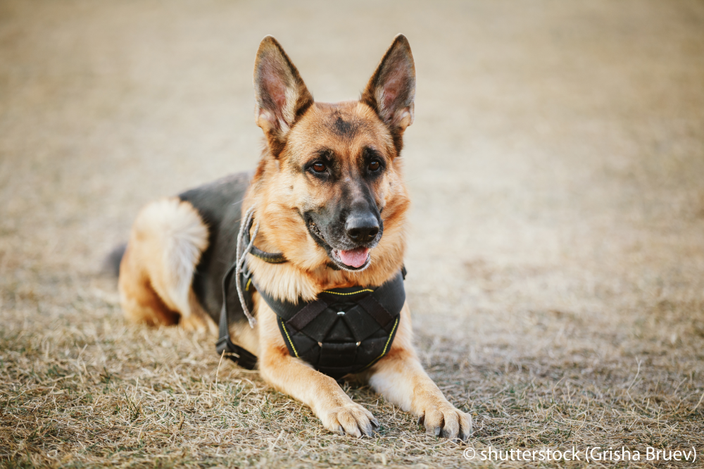 Ist ein Polizeihund ein Beamter?