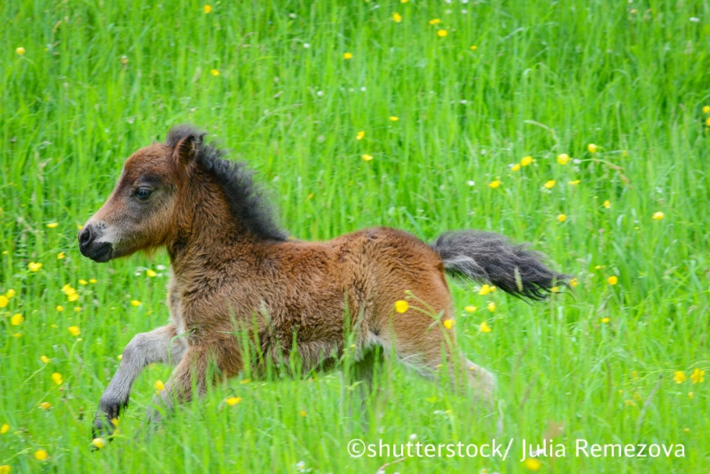 Falabella Pony