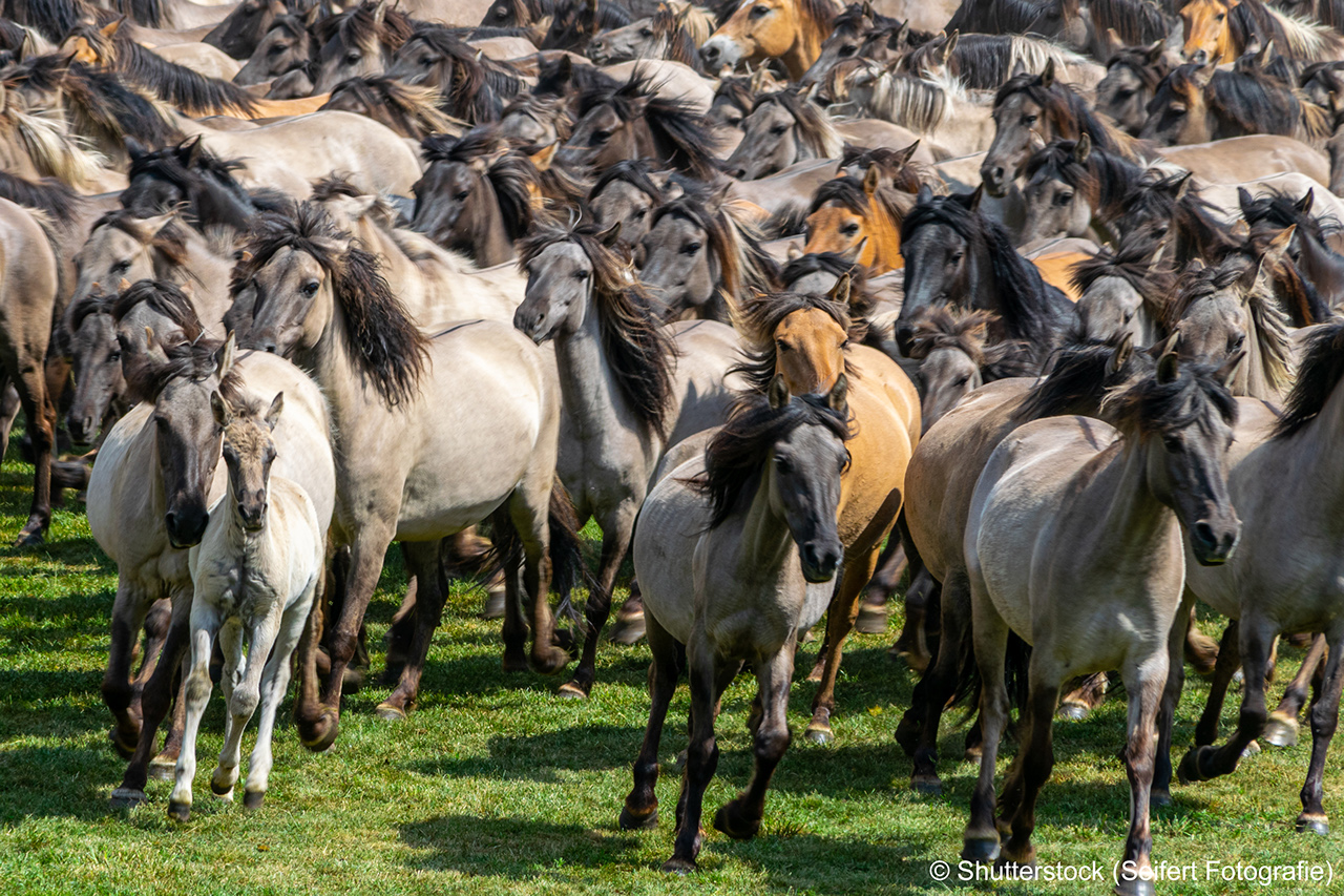 Wildhorses at the Merfelder Bruch in DÃ¼lmen