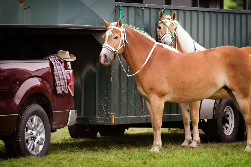 Haflinger