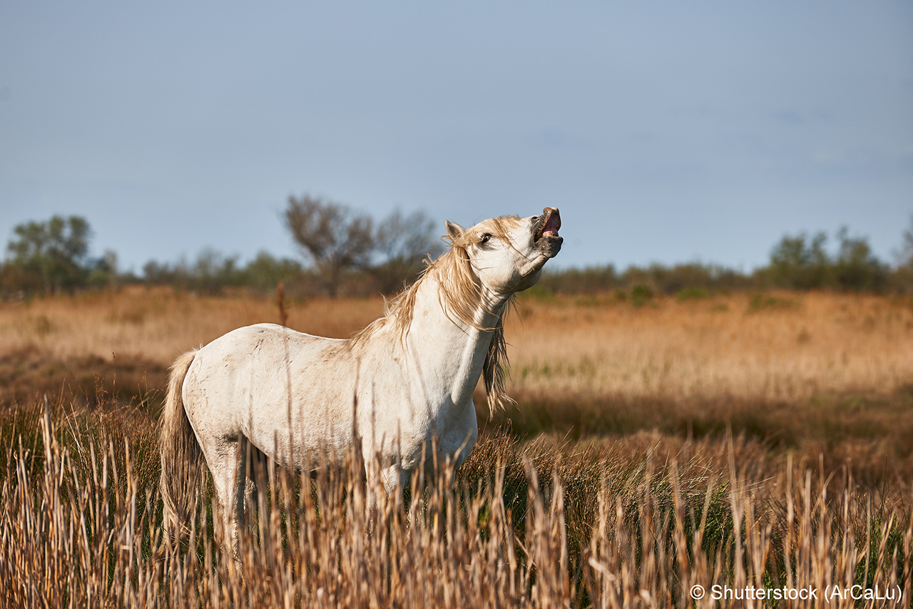 A white horse of the Camargue whinnies free in a field.