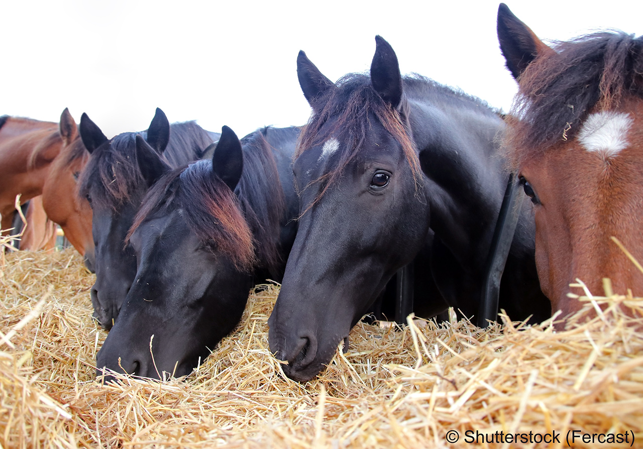 Group of beautiful farm horses feeding on hay. Hand of a caucasian female giving food to horses. Breeder or rancher providing straw. Farm industrial horse breeding and production. 