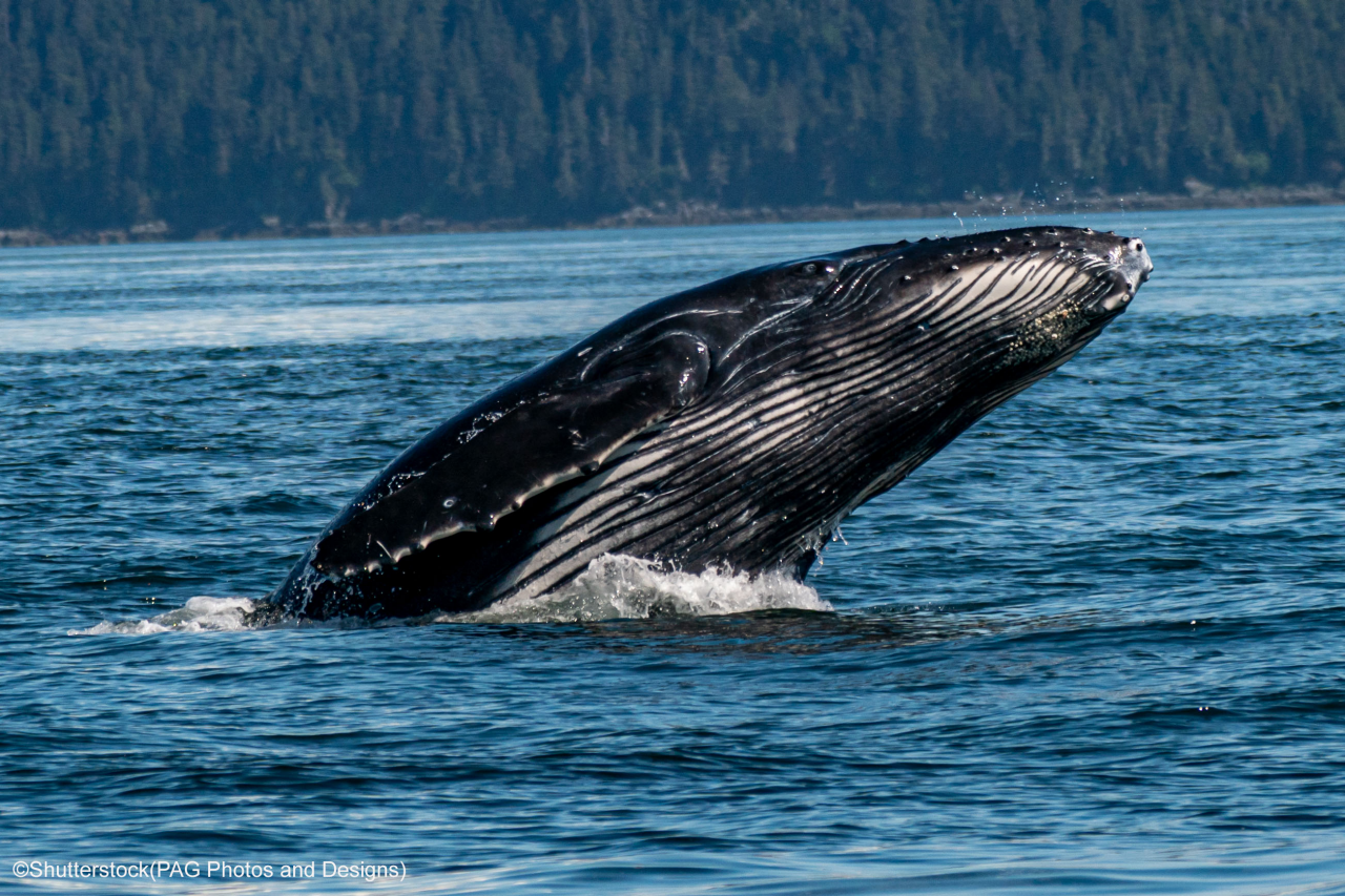 Blue Whale Tongass National Forest Water Way Juneau Alaska